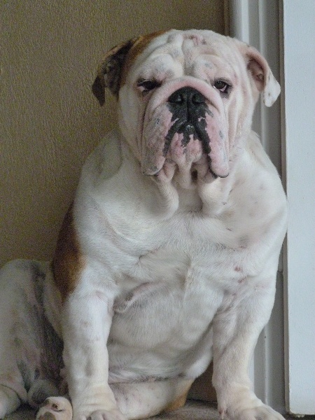 Of Shylyn Forever "Goldfinger"